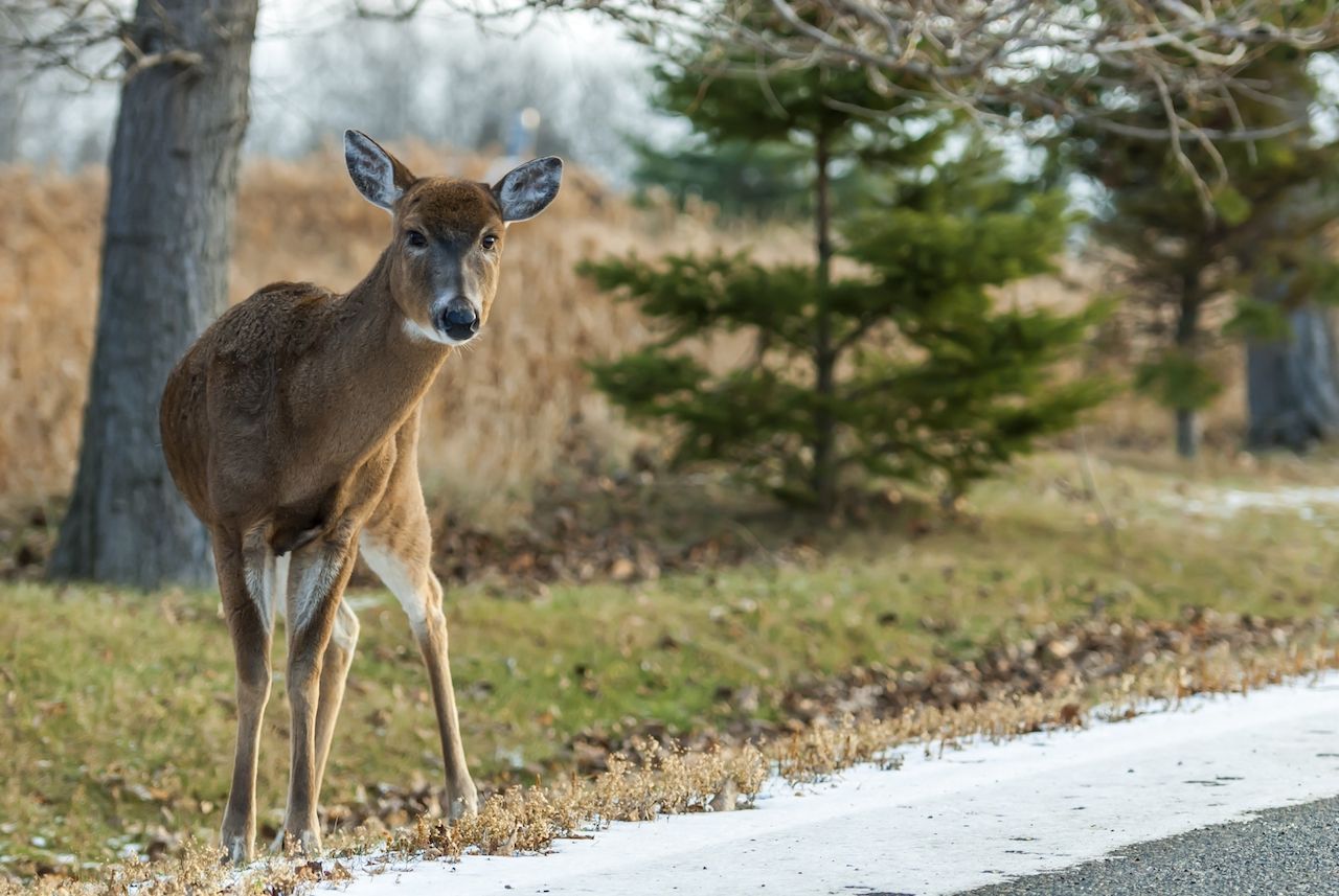 wide-angle-shot-deer-standing-several-trees-daytime.jpg
