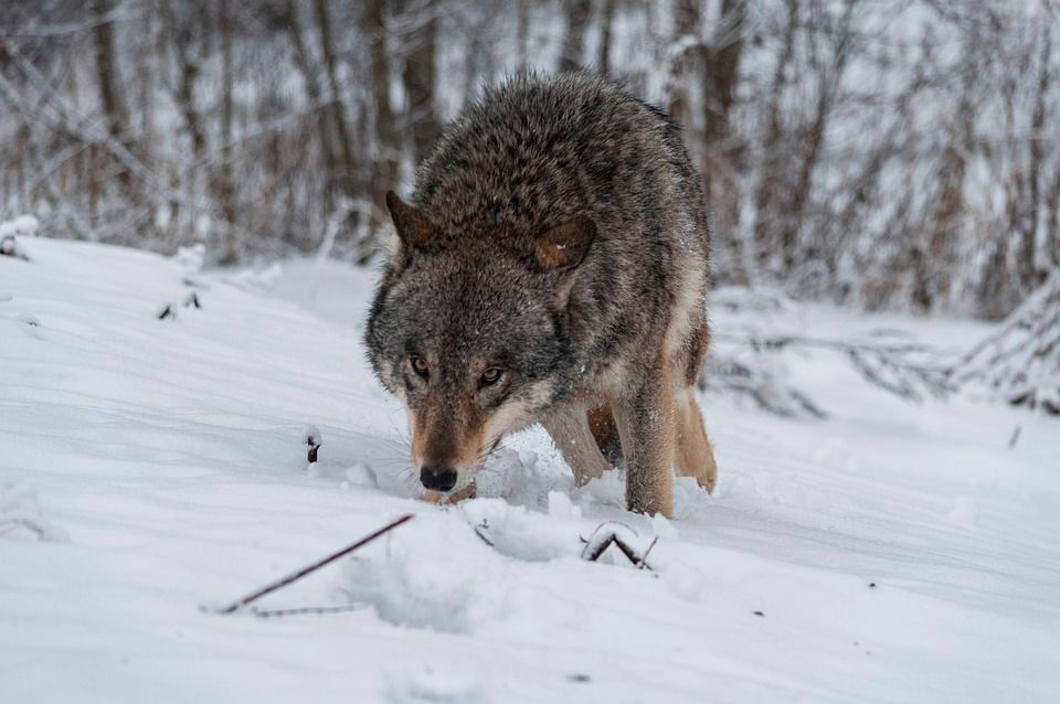 wolf-6069436_960_720.jpg